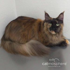 Maine Coon