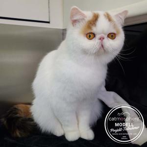 Exotic Shorthair