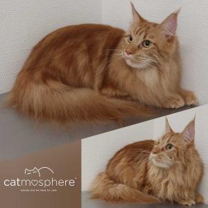 Maine Coon