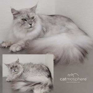 Maine Coon