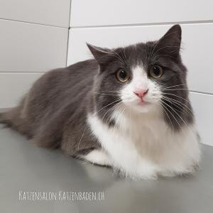 201802-hauskatze-blaumitweiss