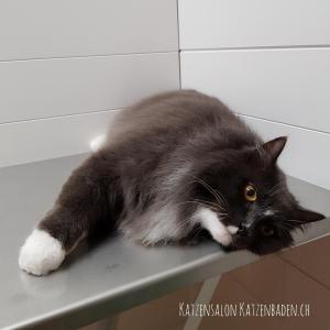 201802-schwarzweisse-katze