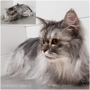 201803-mainecoon