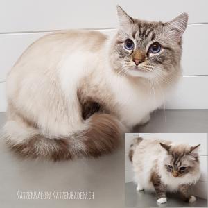 201803-ragdoll