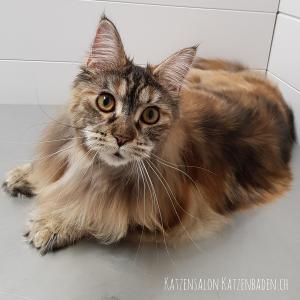 201804-mainecoon