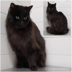 201804-schwarze-katze