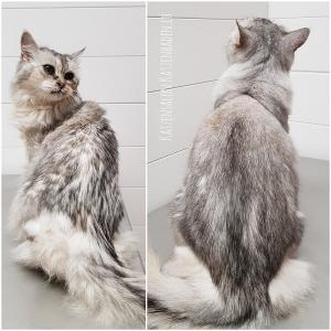 201805-alte-somali-katze