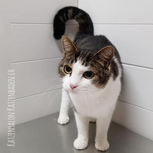 201806-02-hauskatze