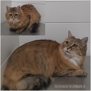 201806-langhaarige-hauskatze