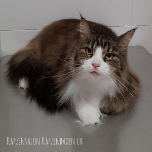 201806-mainecoon