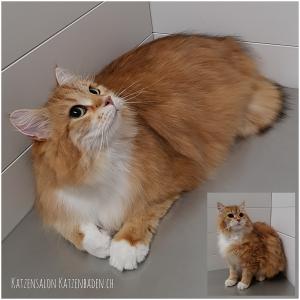 201807-mainecoon