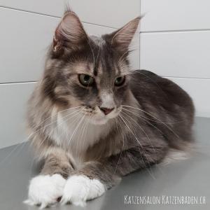 201809-mainecoon