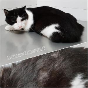 201809-schwarzweisse-hauskatze