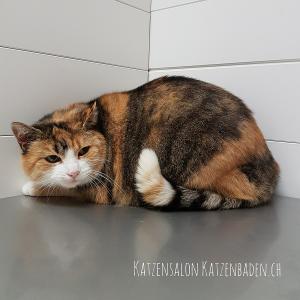 Hauskatze