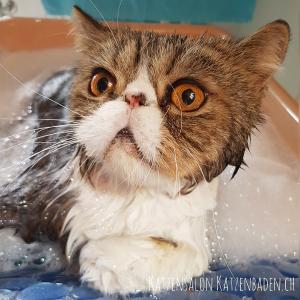 Exotic Shorthair