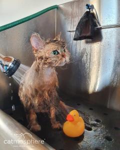 Selkirk Rex Katze im Bad