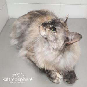 Maine Coon