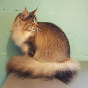 Maine Coon