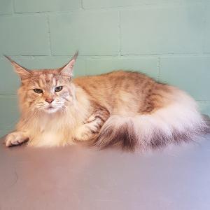 Maine Coon