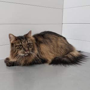 Norwegische Waldkatze