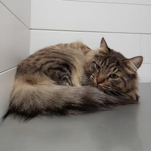 Norwegische Waldkatze