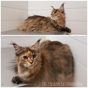 Maine Coon